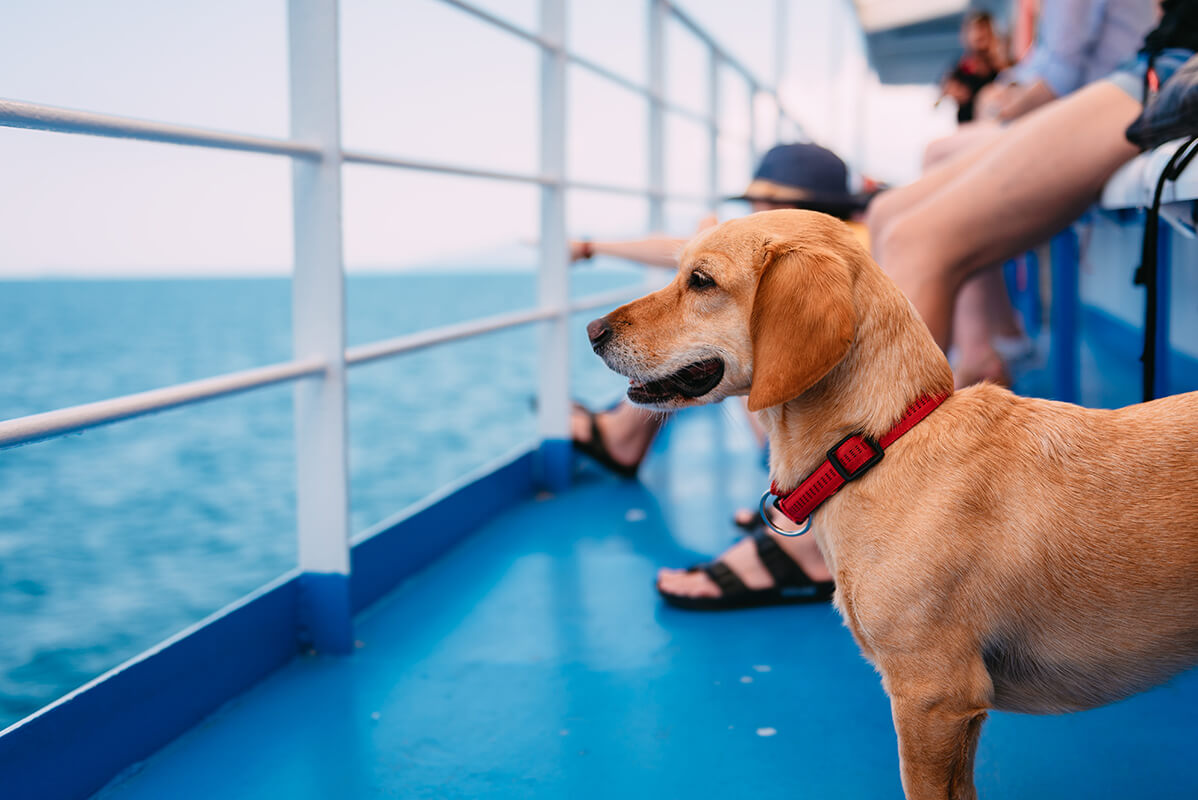 Assurance animaux de compagnie en bateau